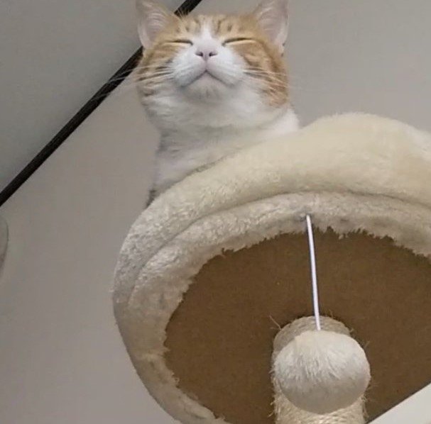 出所：@mero627puri914