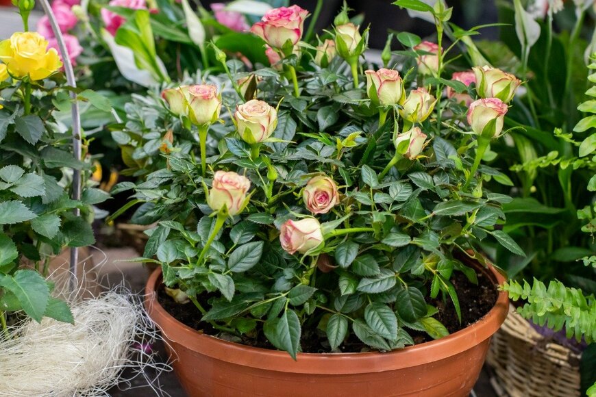 Anna Grigorjeva/istockphoto.com