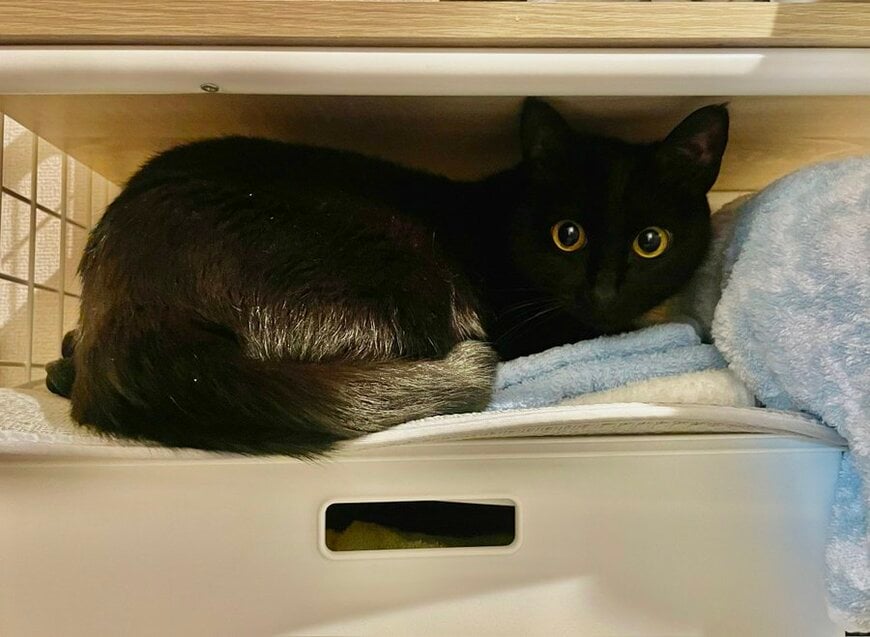 「美しい伸び」猫らしい姿勢を忘れちゃった？思わず二度見の真っすぐライン