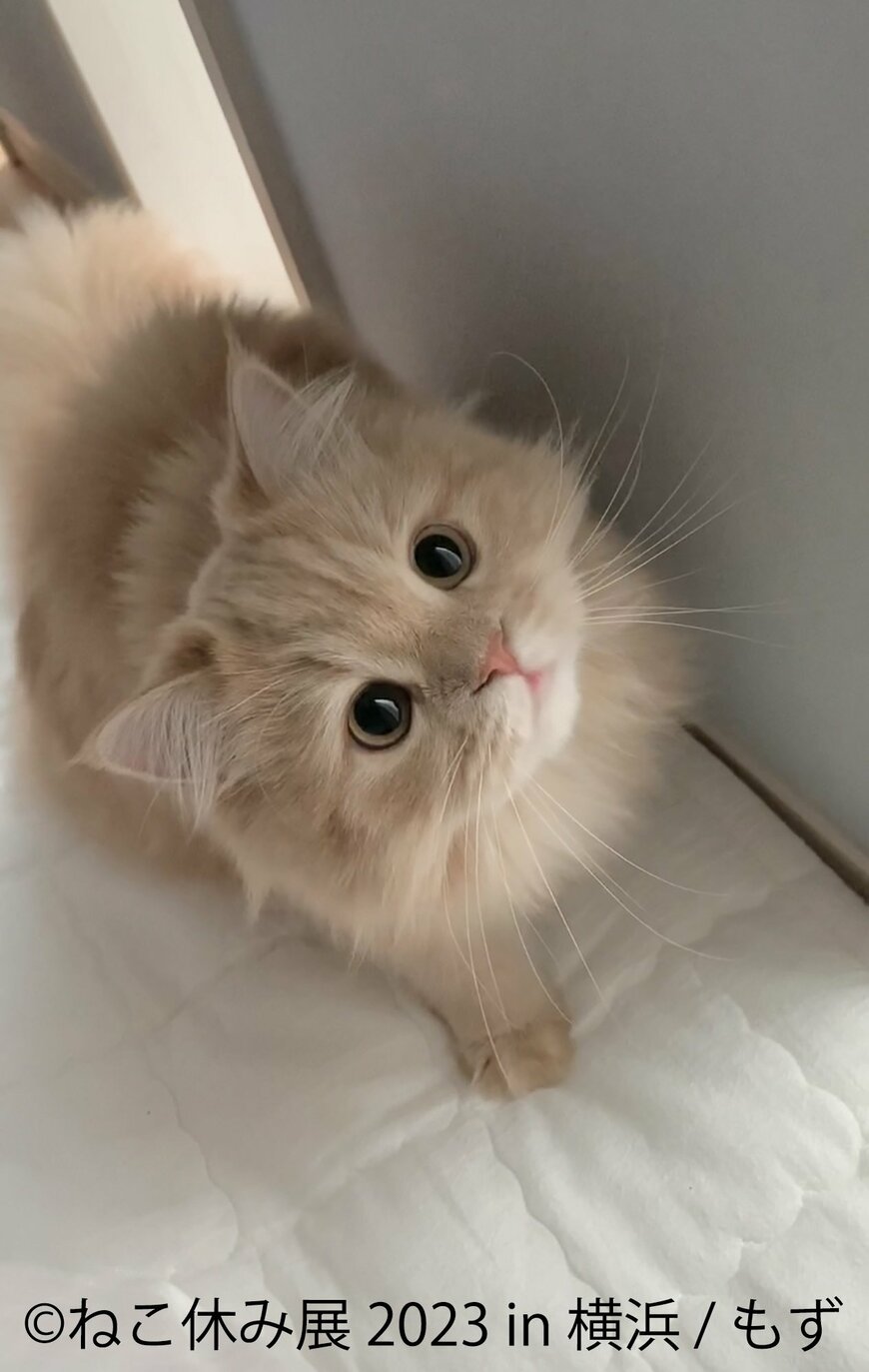 画像出所：（C）ねこ休み展 2023 in 横浜/もず