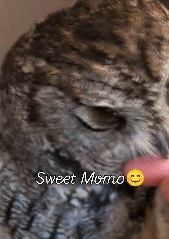 出所：＠keiko1527