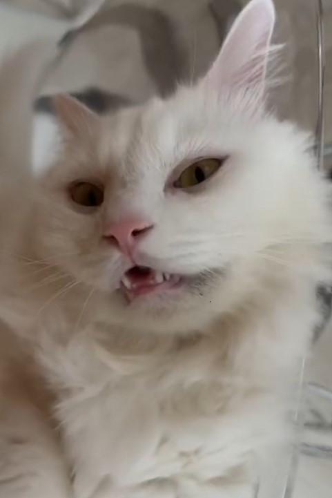 出所：@meltube_cat