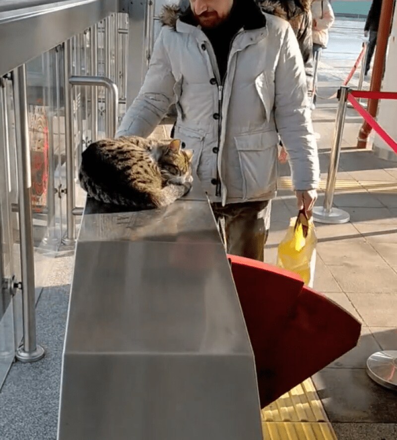 出所：@nekosanpoch