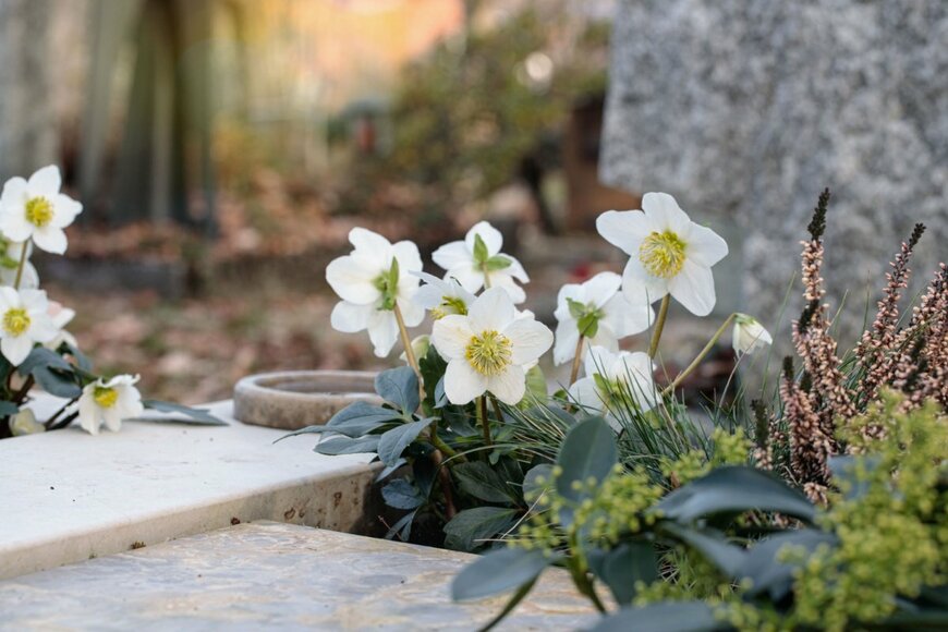 【ガーデニング】日陰の庭で毎年春を告げる花〈多年草・球根植物・低木〉おすすめ10選！初心者OK