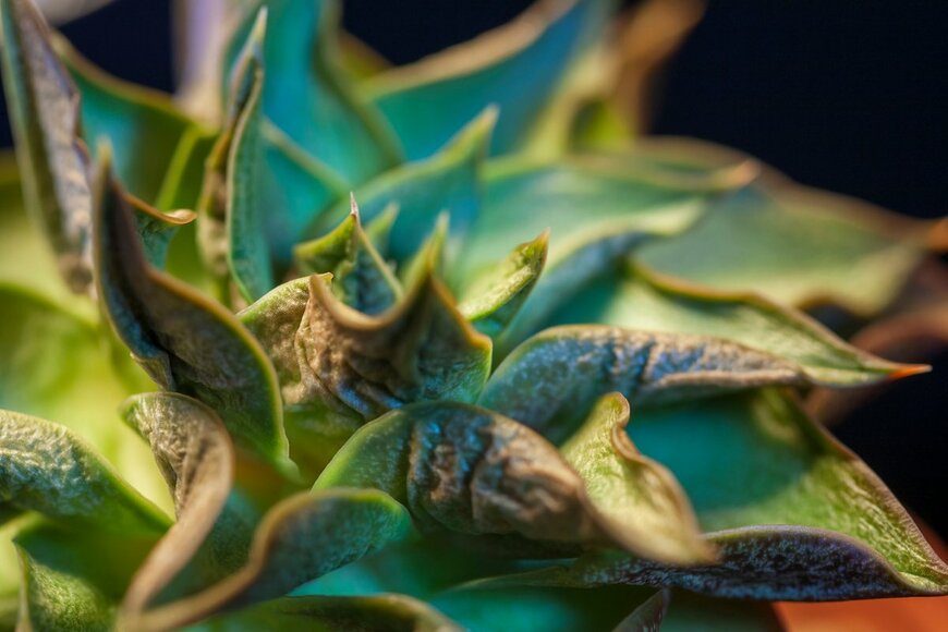 allgoo/Shutterstock.com