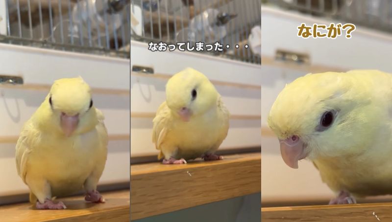 出所：@daiinkoteikoku_soraoto