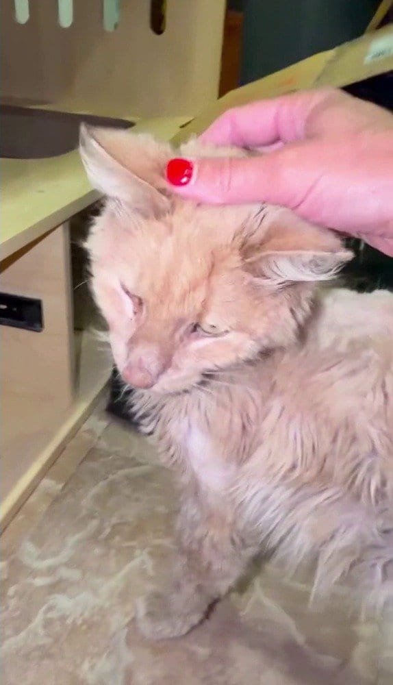 里親が必要な猫の紹介中に現れたもう1匹の猫。2つの異なる支援の形が同時に描かれた動画に反響