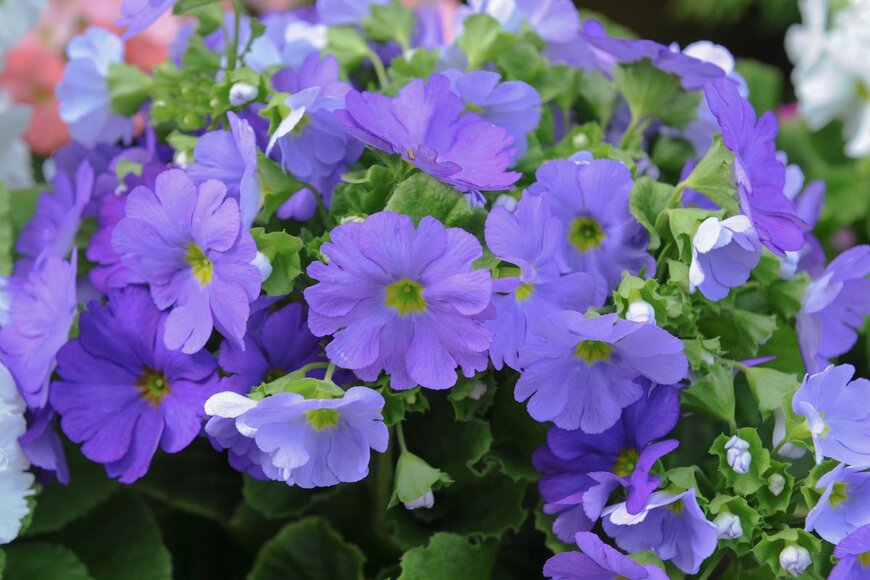 Peter Turner Photography/Shutterstock.com