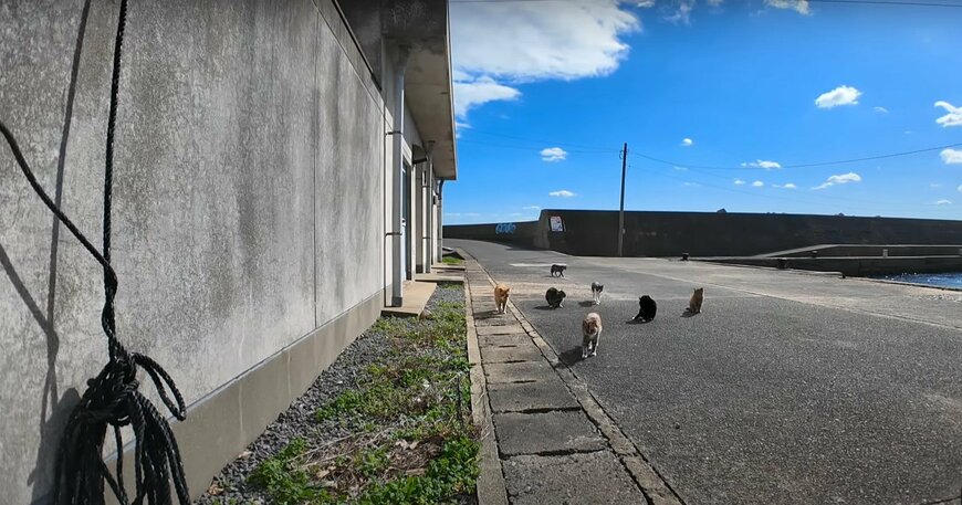 「のんびりしていくニャ～」猫島の自由気ままに過ごす猫　港でくつろぐ猫たちに癒される人が続出中！