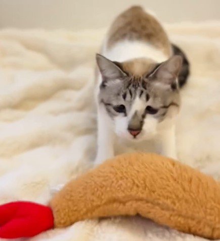 出所：@piennekomint