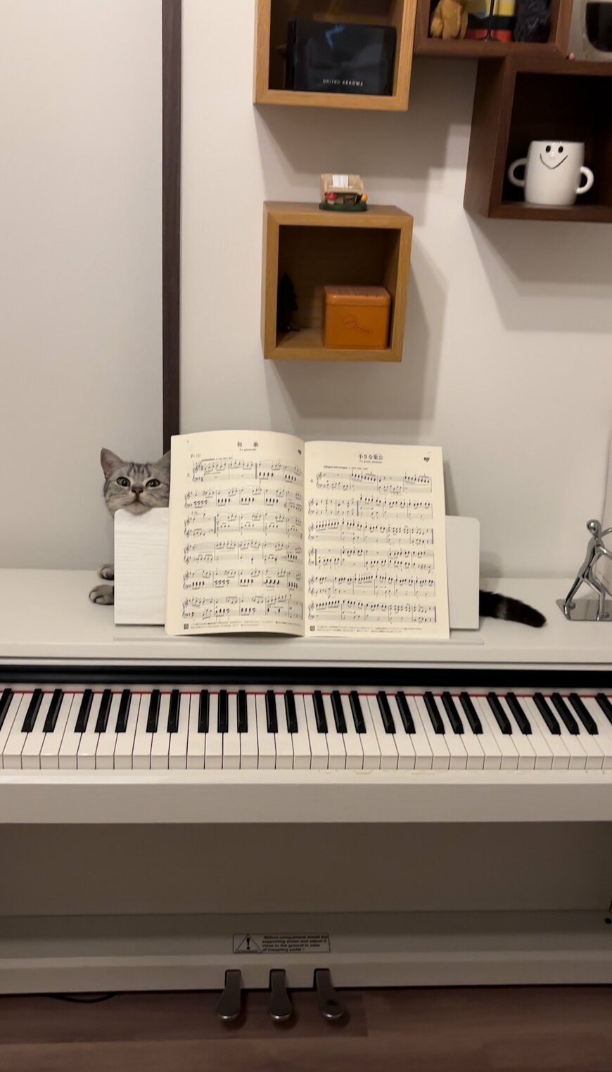 ピアノを弾く時間になると邪魔をしてくる猫さん　反則級の行動にXユーザーが悶絶