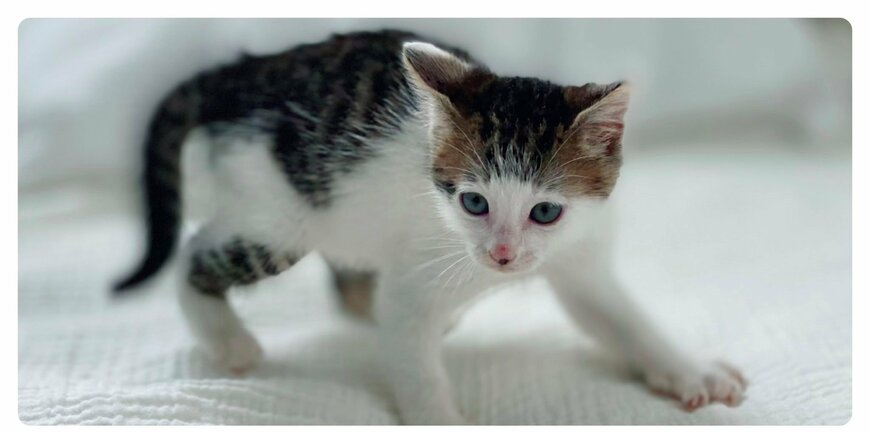 出所：@Saeroyi_cat