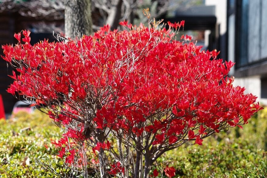 Hisahi_TYO/shutterstock.com