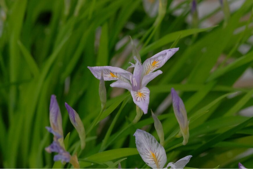 shepherdsatellite/Shutterstock.com