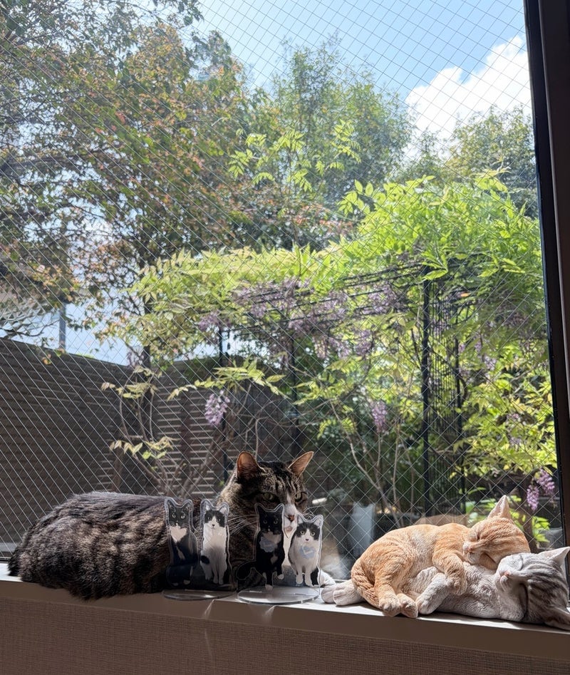 出所：藤あや子のAmeba公式ブログ　参照日：2026-04-20