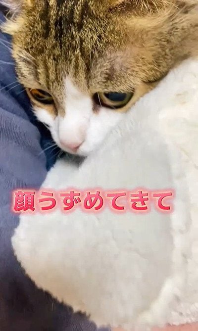 出所:@nikoandkotatorowasabi