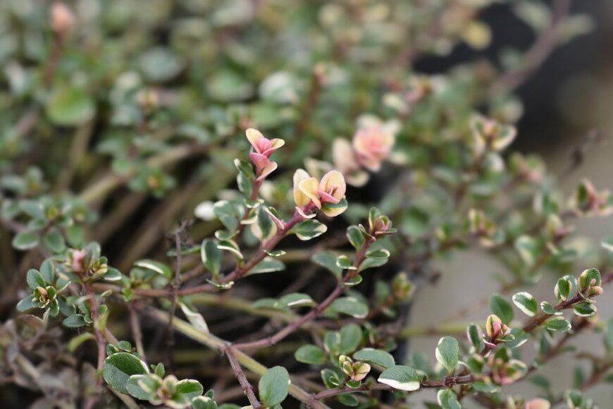 タイム（Nahhana/shutterstock.com)