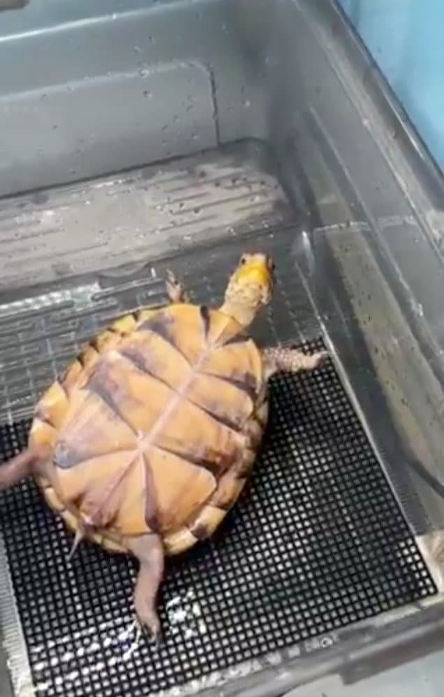 出所：@kongarikametan