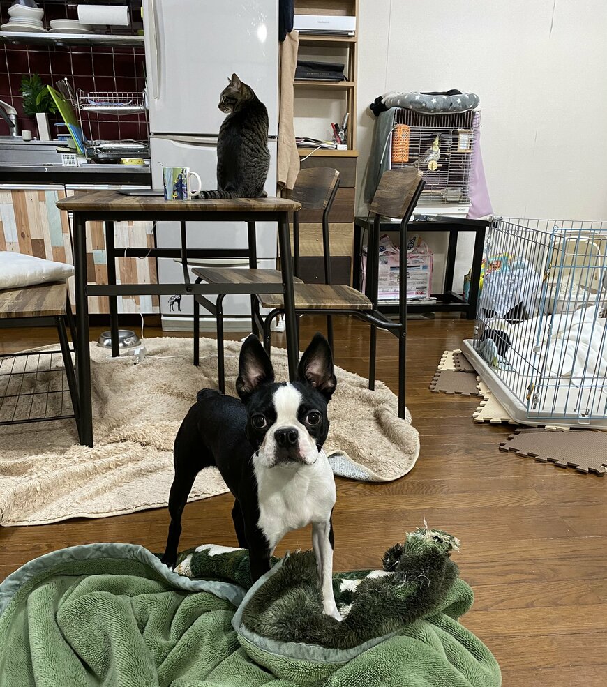 出所：@00shitemita