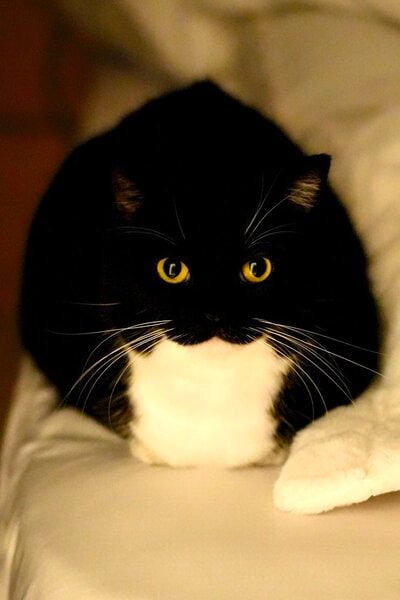 出所：＠unicouniuni3