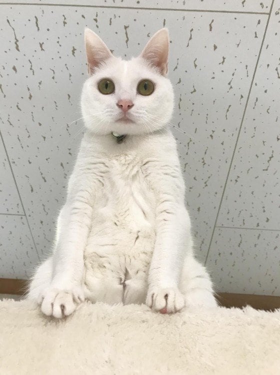 【どんだけねじれるの？】猫ちゃんの驚愕の軟体ぶりに思わず二度見！