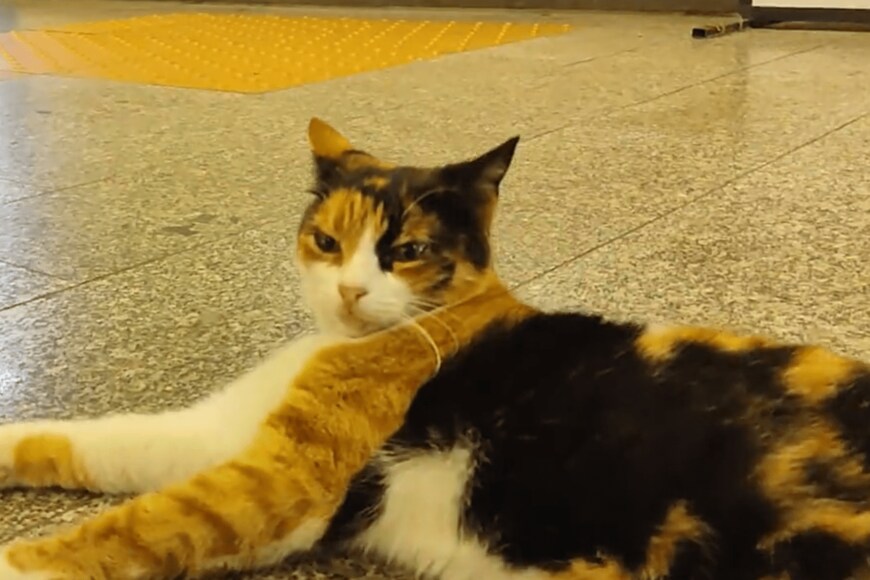 出所：@nekosanpoch