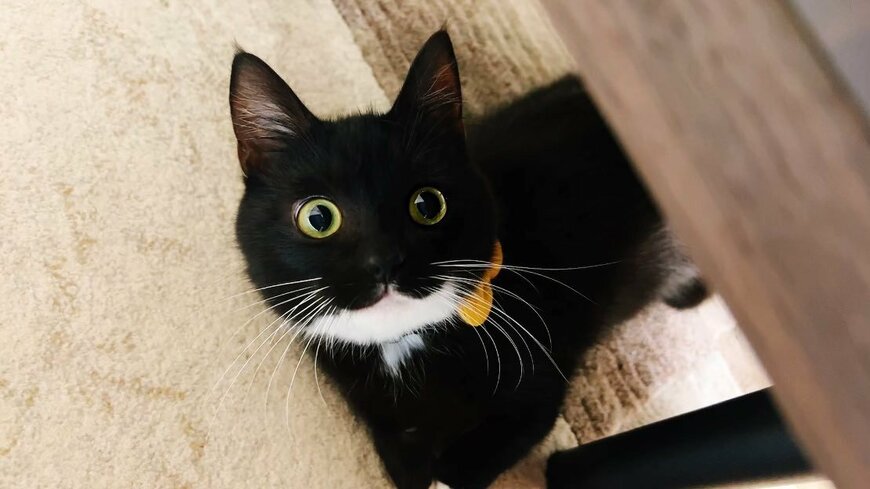 【ホッコリ】こんなお中元は嬉しすぎ！？バナナみたいな姿の元保護猫ちゃんが話題！