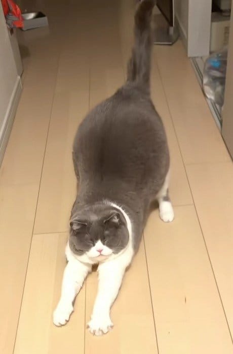 出所：＠maru0920b