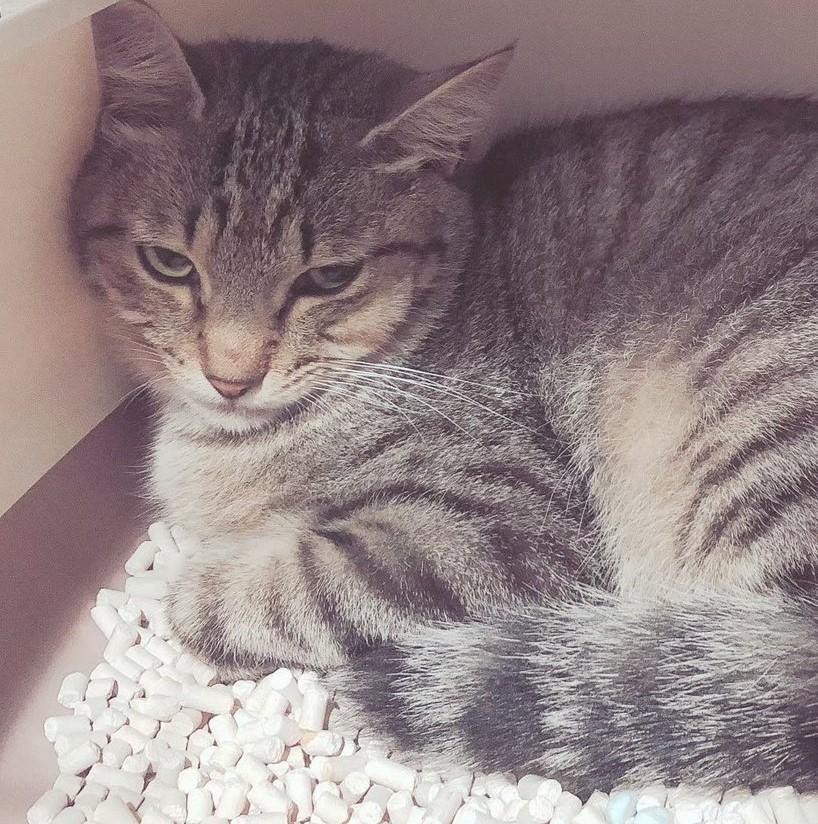 出所：@mero627puri914