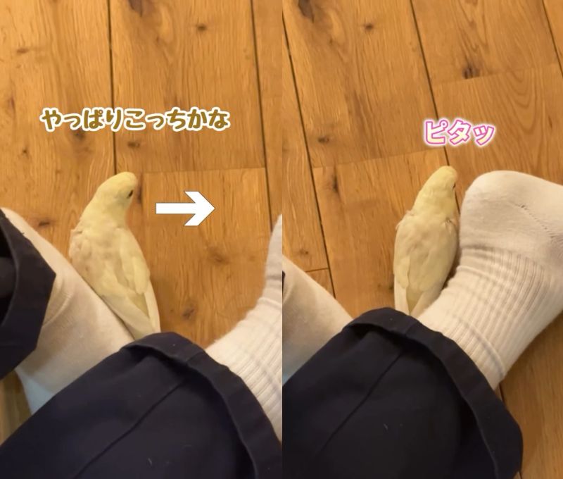 出所：@daiinkoteikoku_soraoto