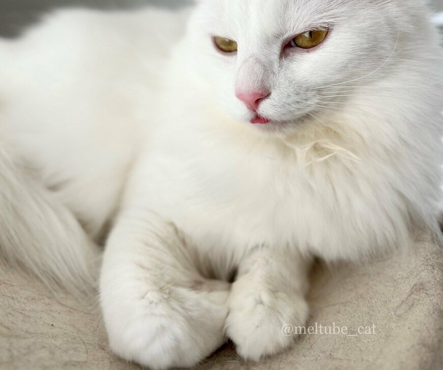 出所：@meltube_cat