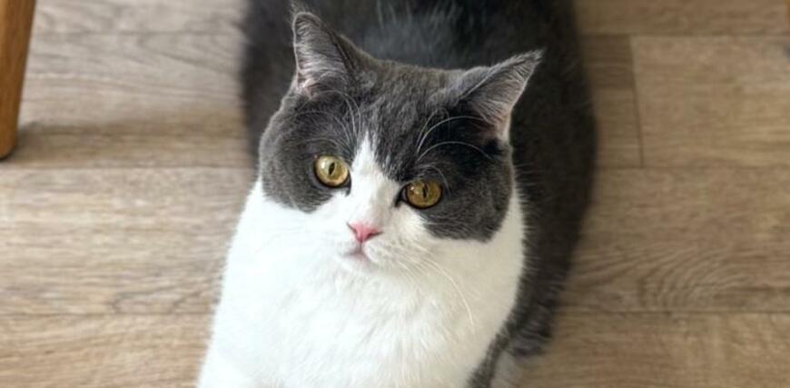 出所：@omochiomoching