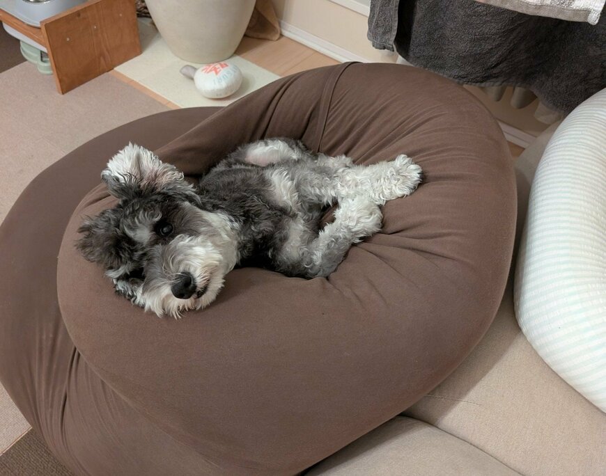 ヨギボーの上に寝転んでいたワンちゃん　想像を超える展開に「事件ですね！」「かわいすぎる」の声が続出