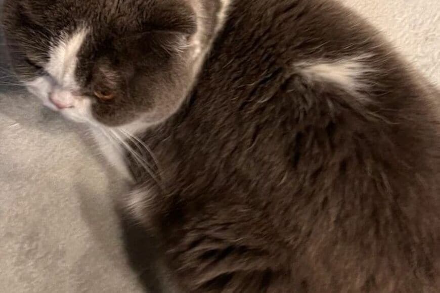 遊び疲れた猫ちゃん　絶妙な位置での「香箱座り」で見せた姿に「かわよ…」