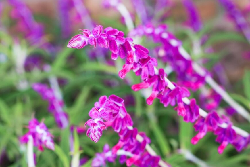 長い花穂に紫色の花を咲かせているアメジストセージ