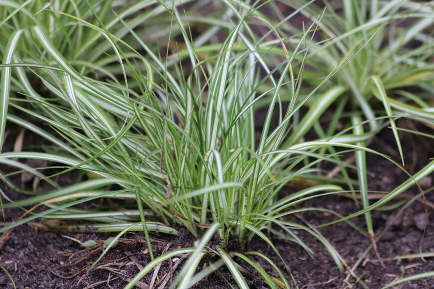 細い緑葉の中心に白い斑が入ったカレックス