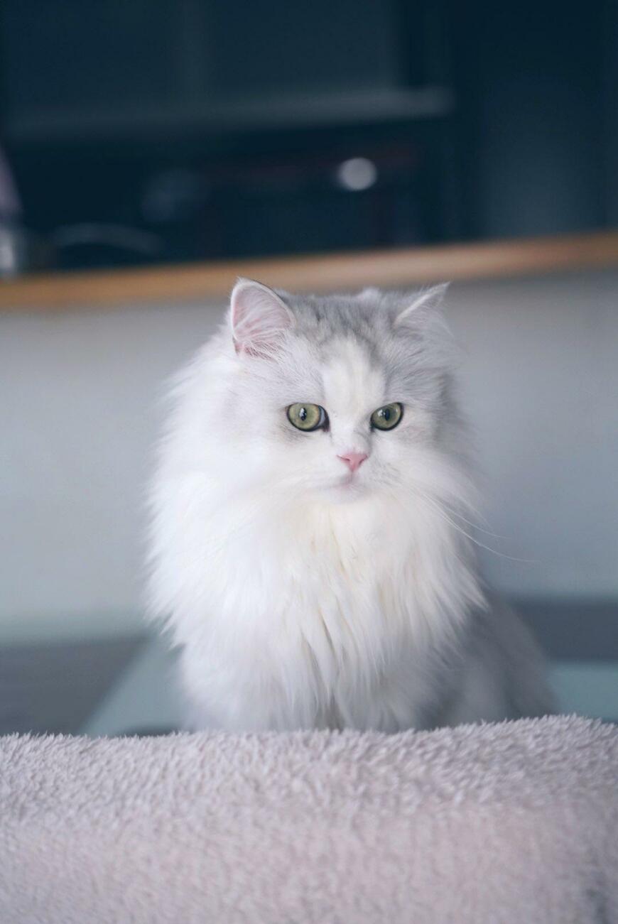 キリッとした白猫