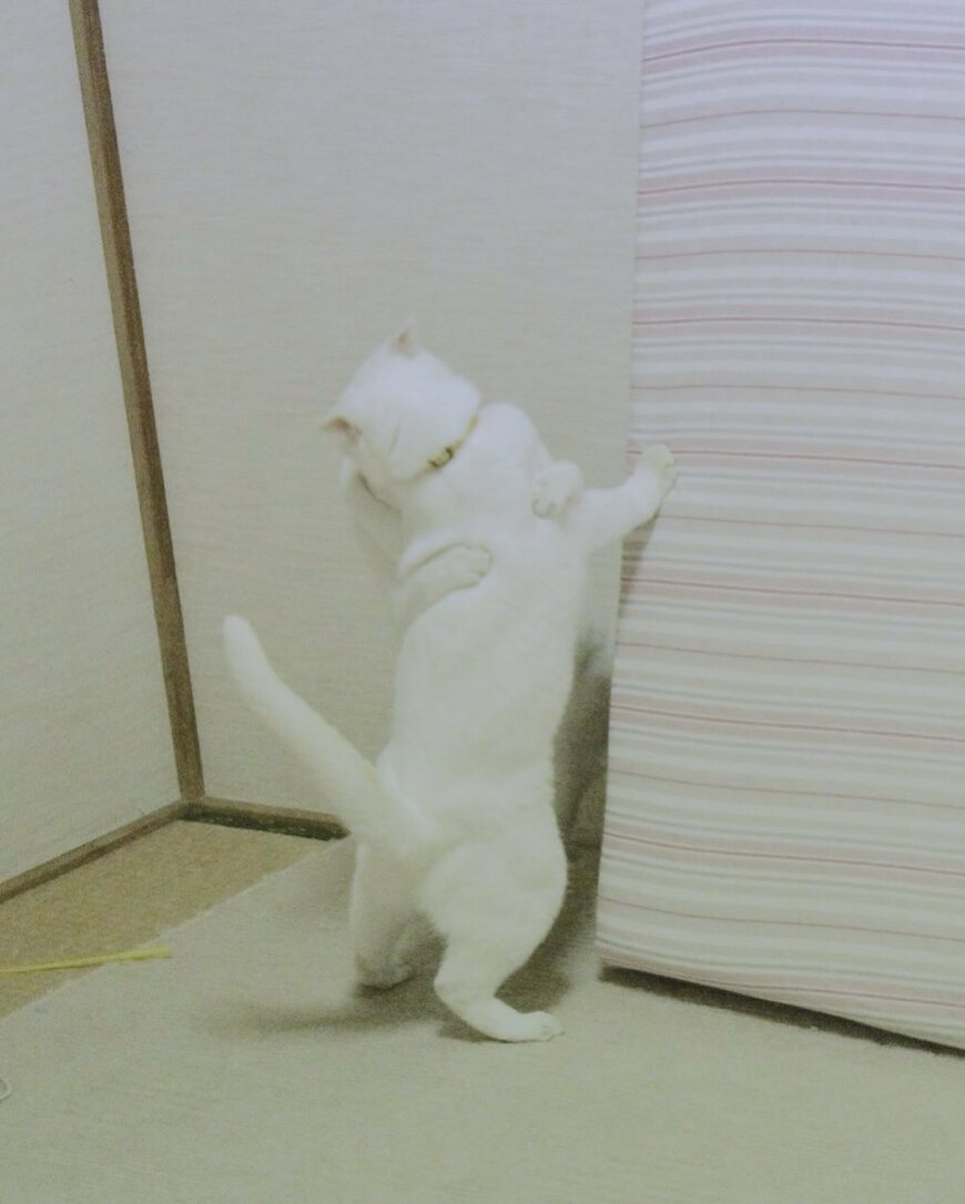 ハグする猫