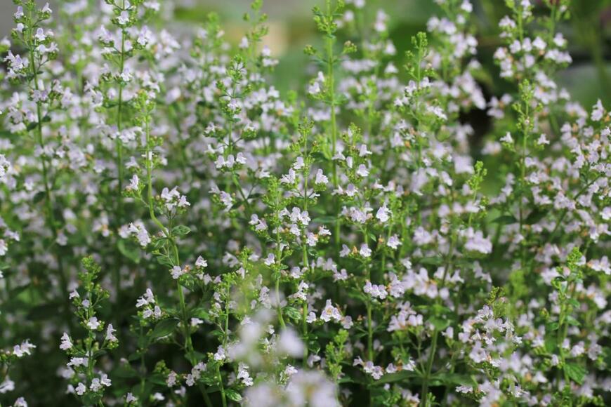 カラミンサの花。花の色は白で小さい花。