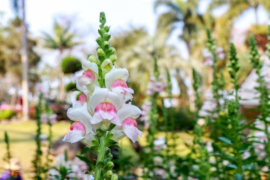 キンギョソウの花。色は白とピンクのツートンカラー