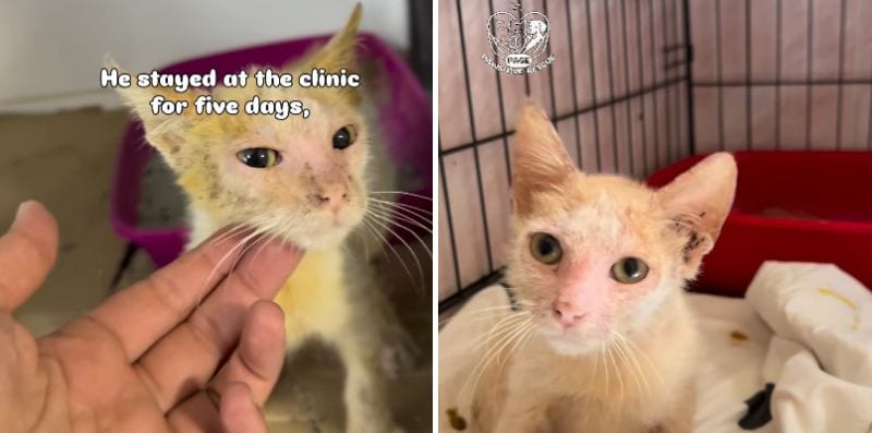 出所：<u><a href="https://www.instagram.com/reel/DcO-lefhwLr/" target="_blank">@pawsitiverescue.page</a></u>