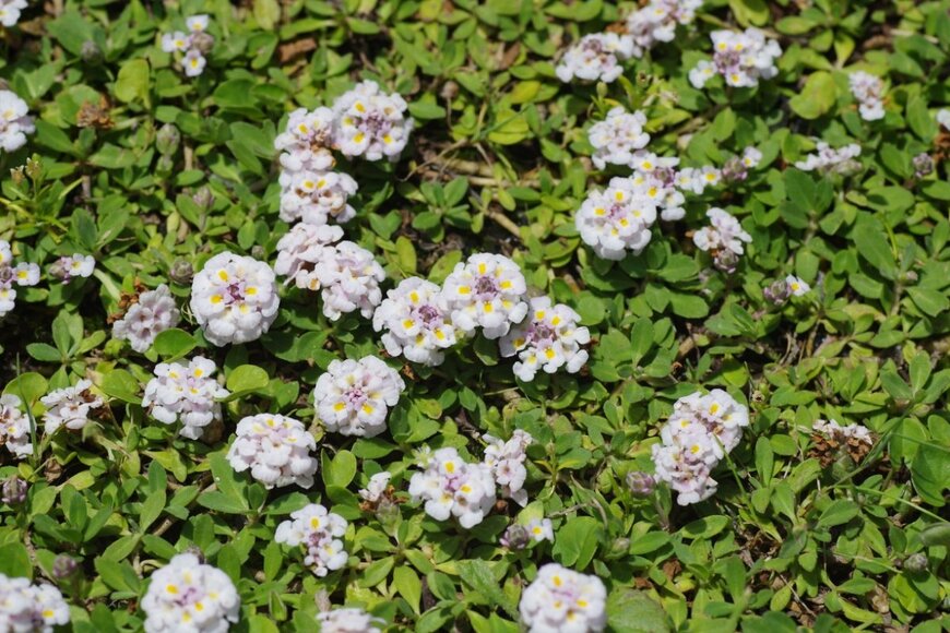 白い花を咲かせている、ヒメイワダレソウ