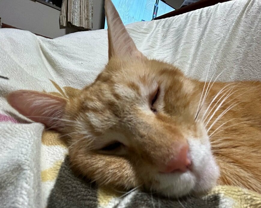 普段の美猫ぶりからかけ離れた寝顔です
