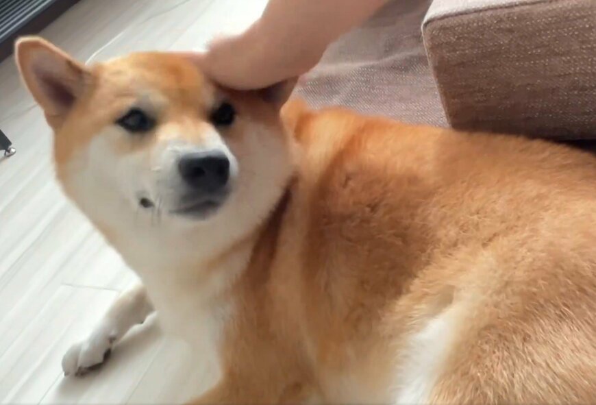 撫でられる犬