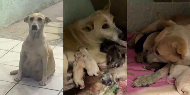 妊娠中、民家の前に現れて出産したメイシーと仔犬たち