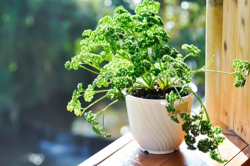 プランター栽培のパセリが窓辺で日光を浴びている