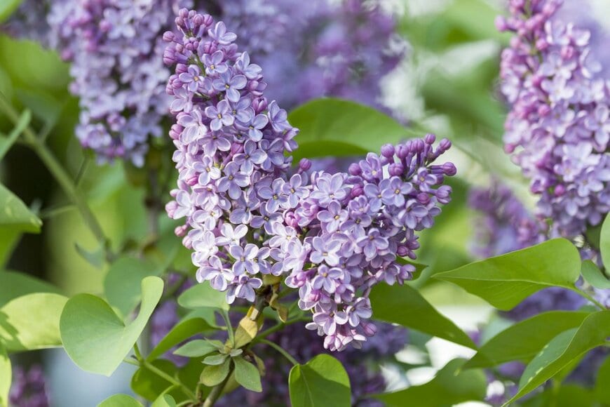 薄紫色のライラックの花