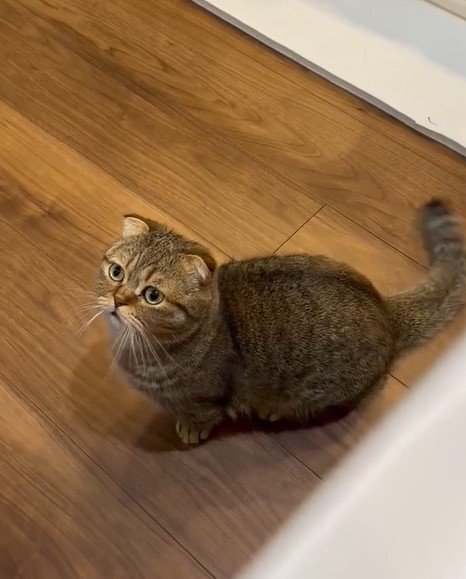 声をかけられた猫