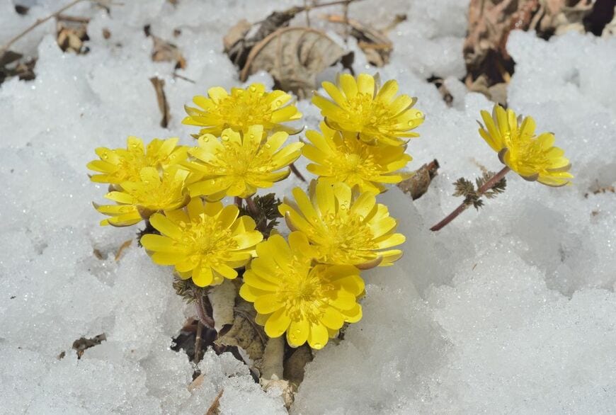 雪の中で咲く福寿草 花の色は黄色
