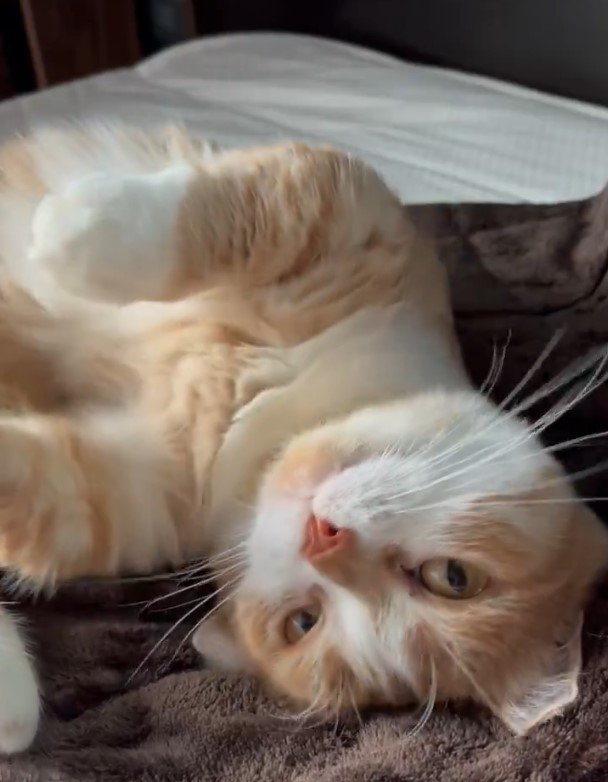 仰向けの猫